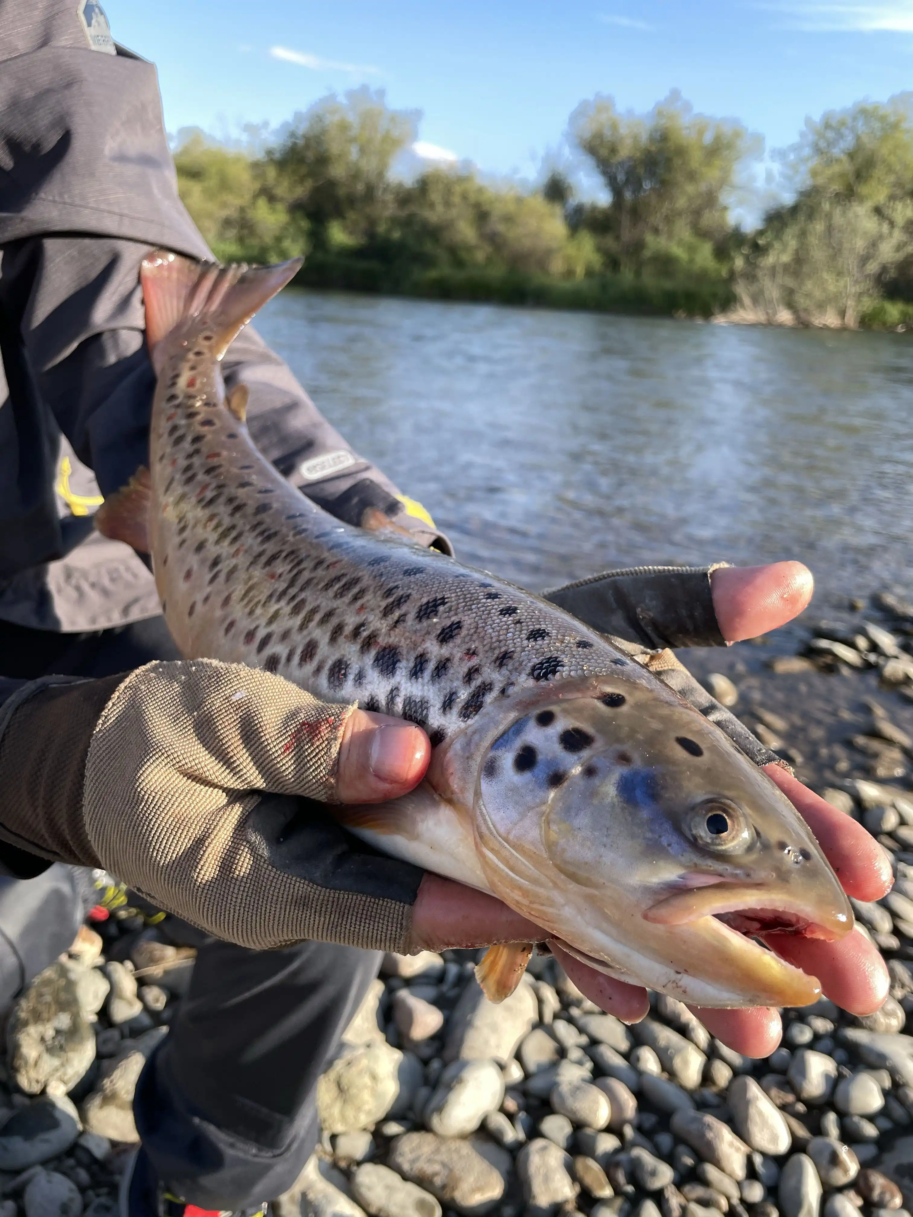 Kyrgyzstan's Wild Trout: Casting a Line in the Unseen Rivers of the Tien Shan
