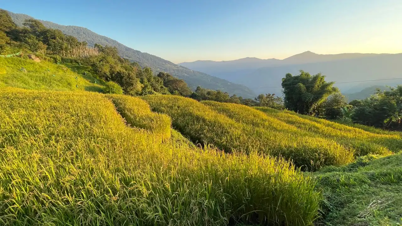 Under a Banana Tree: A Lesson in Stillness from Bhutan's Golden Hillsides