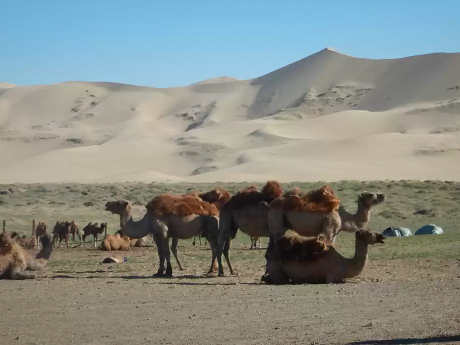 Adventure Activities in the Gobi Desert: Trekking, Camel Riding, and Off-Roading