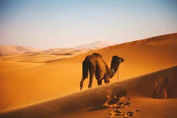 Explore the Diverse Landscapes of Morocco