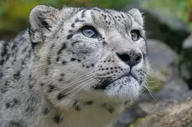 A Wildlife Conservation Guide To Tajikistan