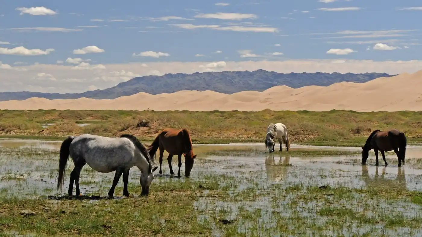 The Gobi Mirage Tour