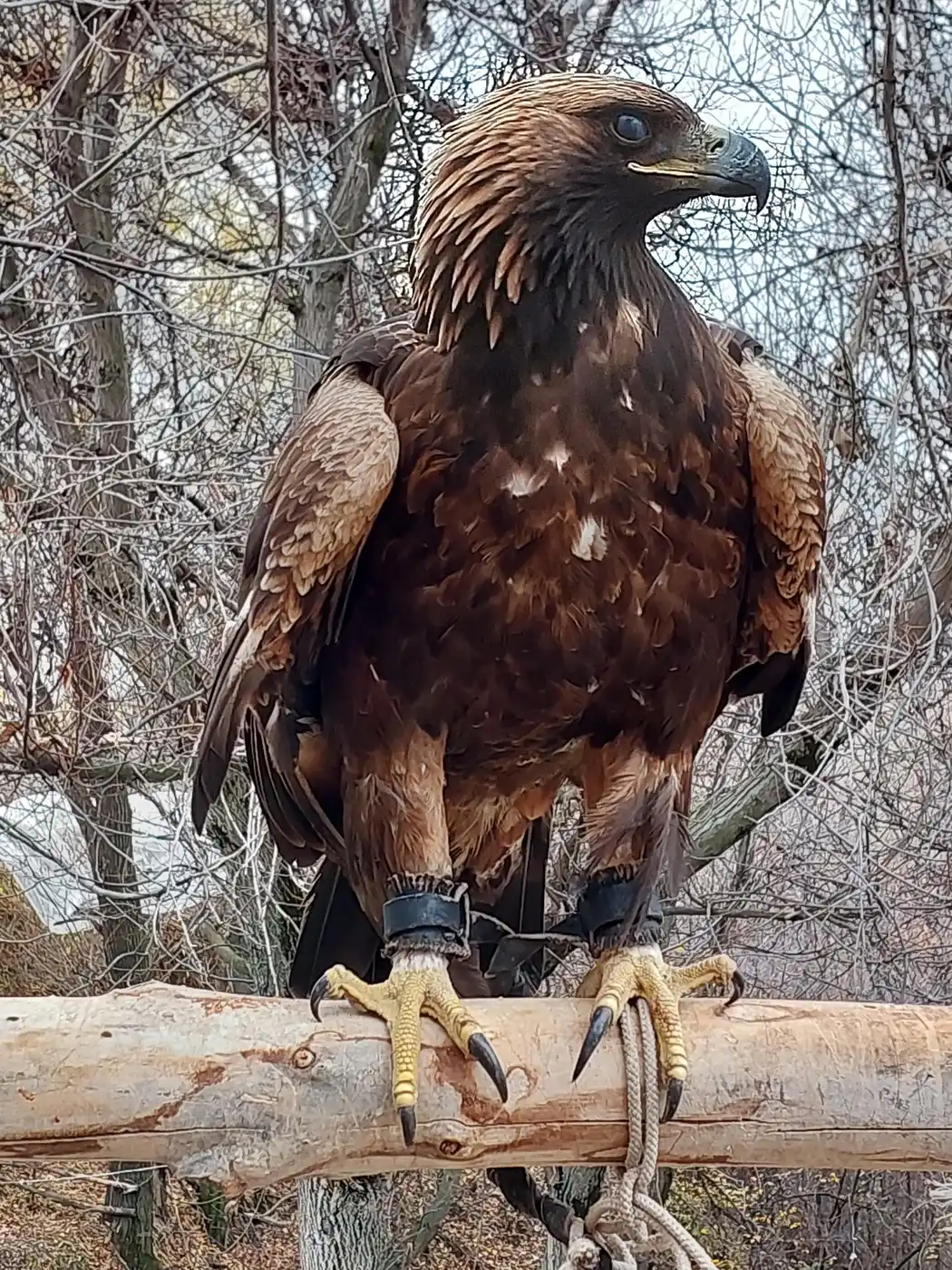 Hunting With A Falcon Or Eagle From Shymkent