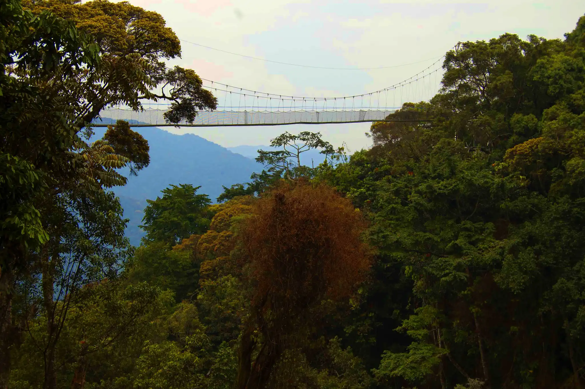 1 Day Canopy Walk Adventure In Nyungwe Forest