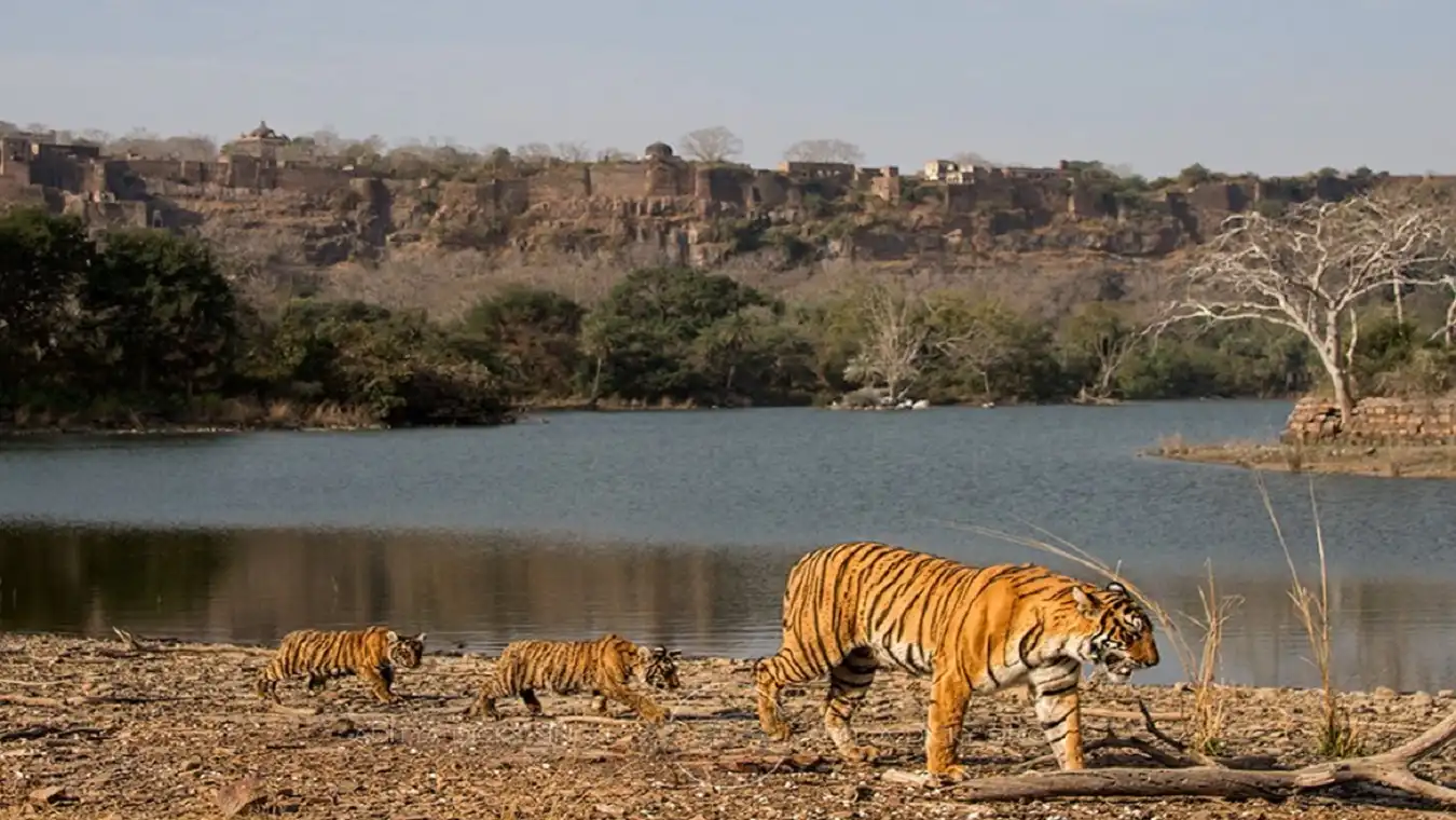 2-day Bandhavgarh Tiger Safari Adventure