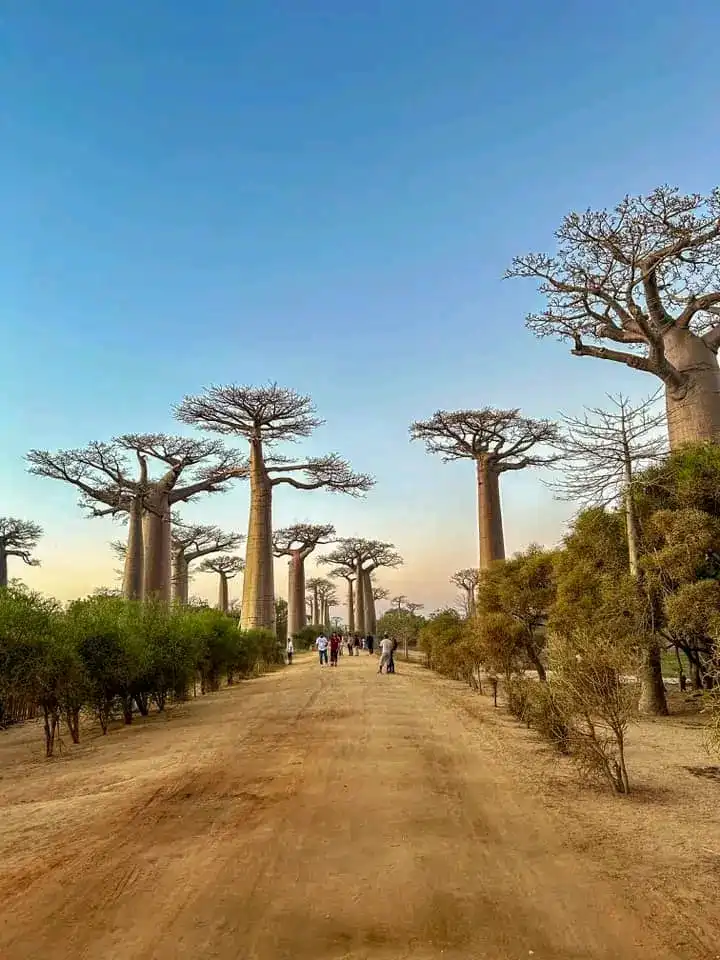 2-days Safari To Explore Kirindy Forest & Baobab Trees