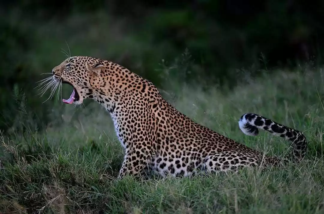 3 Days Explore Tarangire Ngorongoro Crater & Manyara