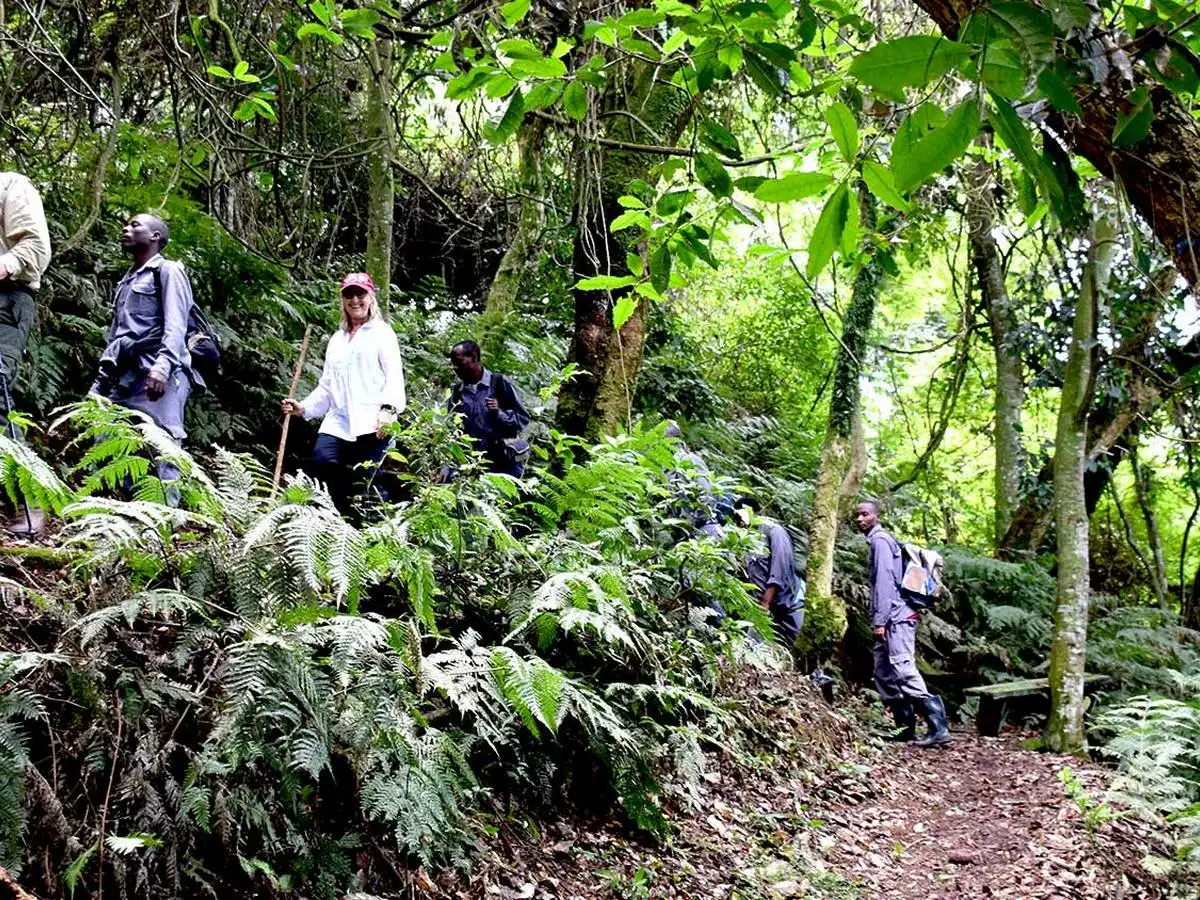 3-day Fly-in Gorilla Safari From Maasai Mara To Bwindi