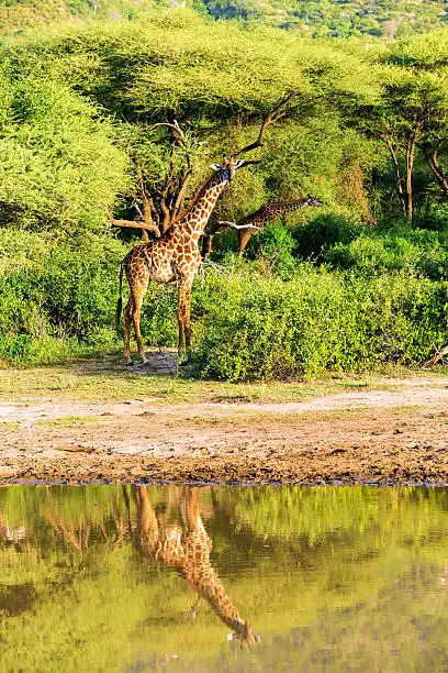 4-day Manyara Serengeti And Ngorongoro Midrange Safari