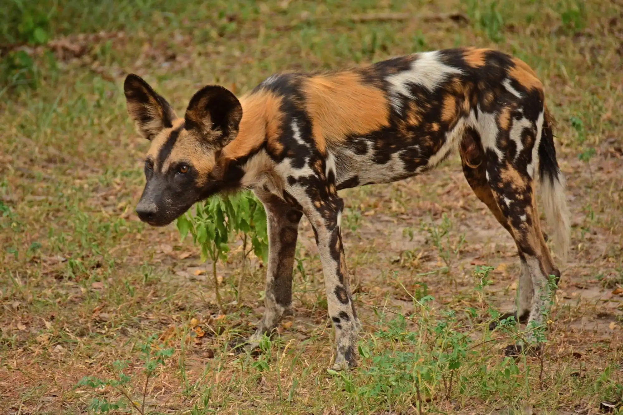 6-day Private Big 5 Midrange Tour & Kilimanjaro Hiking