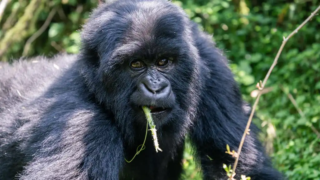 4-day Rwanda Gorillas And Golden Monkey Tracking