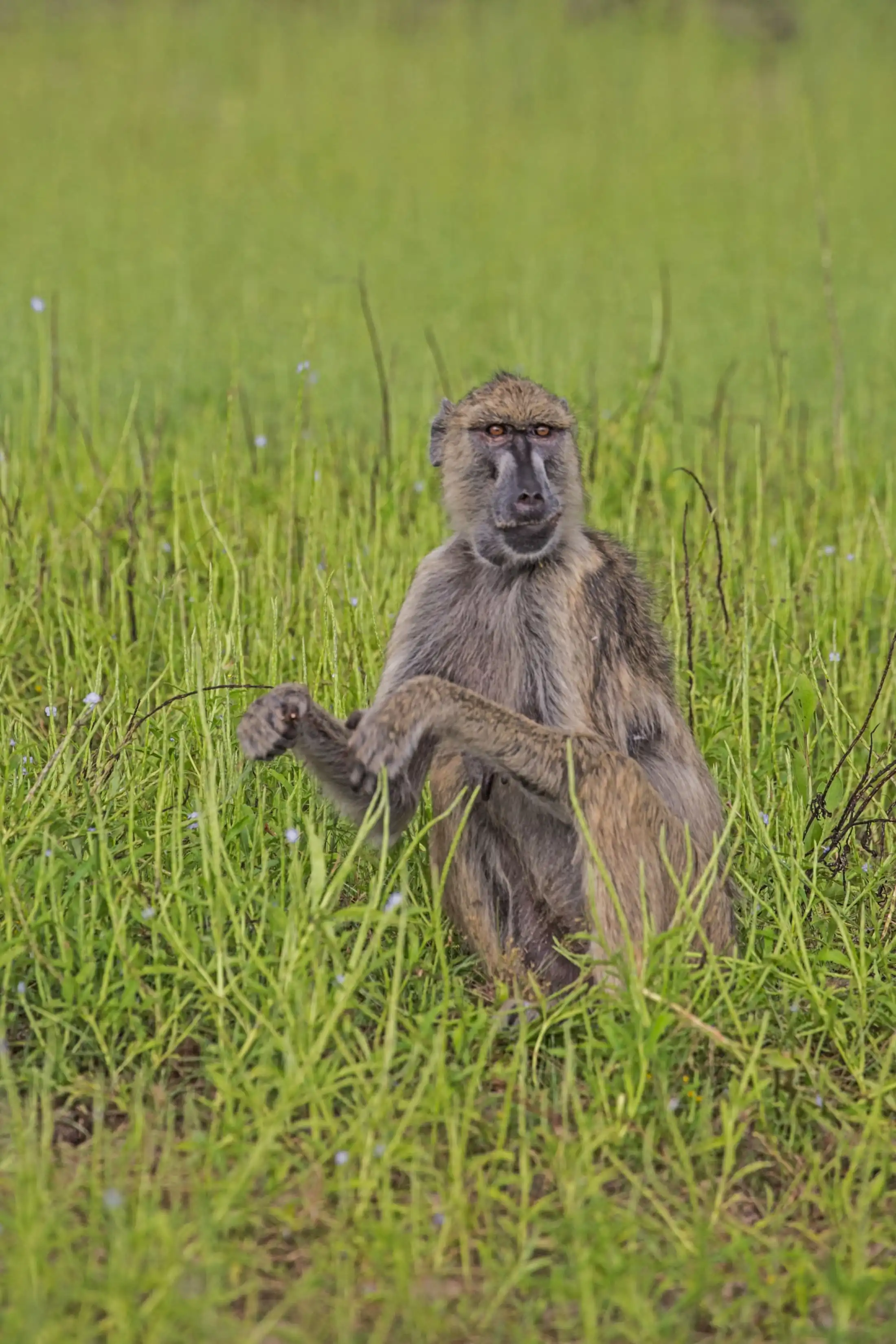 4-day Tarangire Serengeti And Ngorongoro Safari