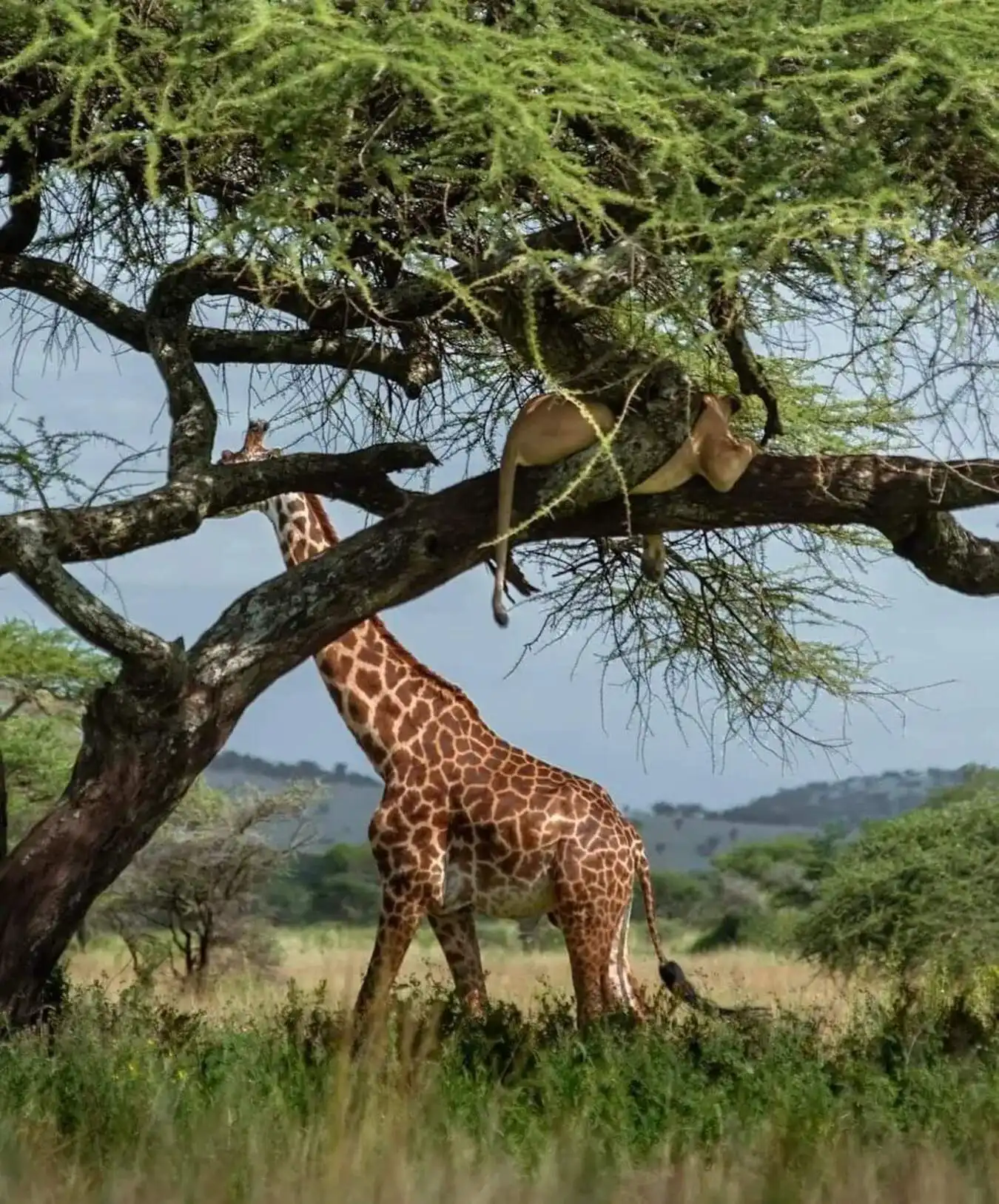 3-day Fly In Safari Tarangire Ngorongoro Lake Manyara