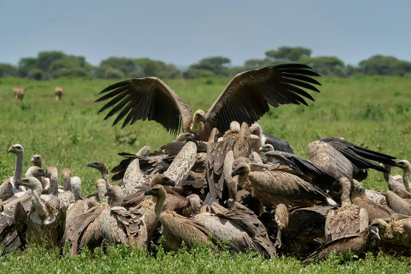 5 Day Striking Tanzania Safari With Kilimanjaro Hike