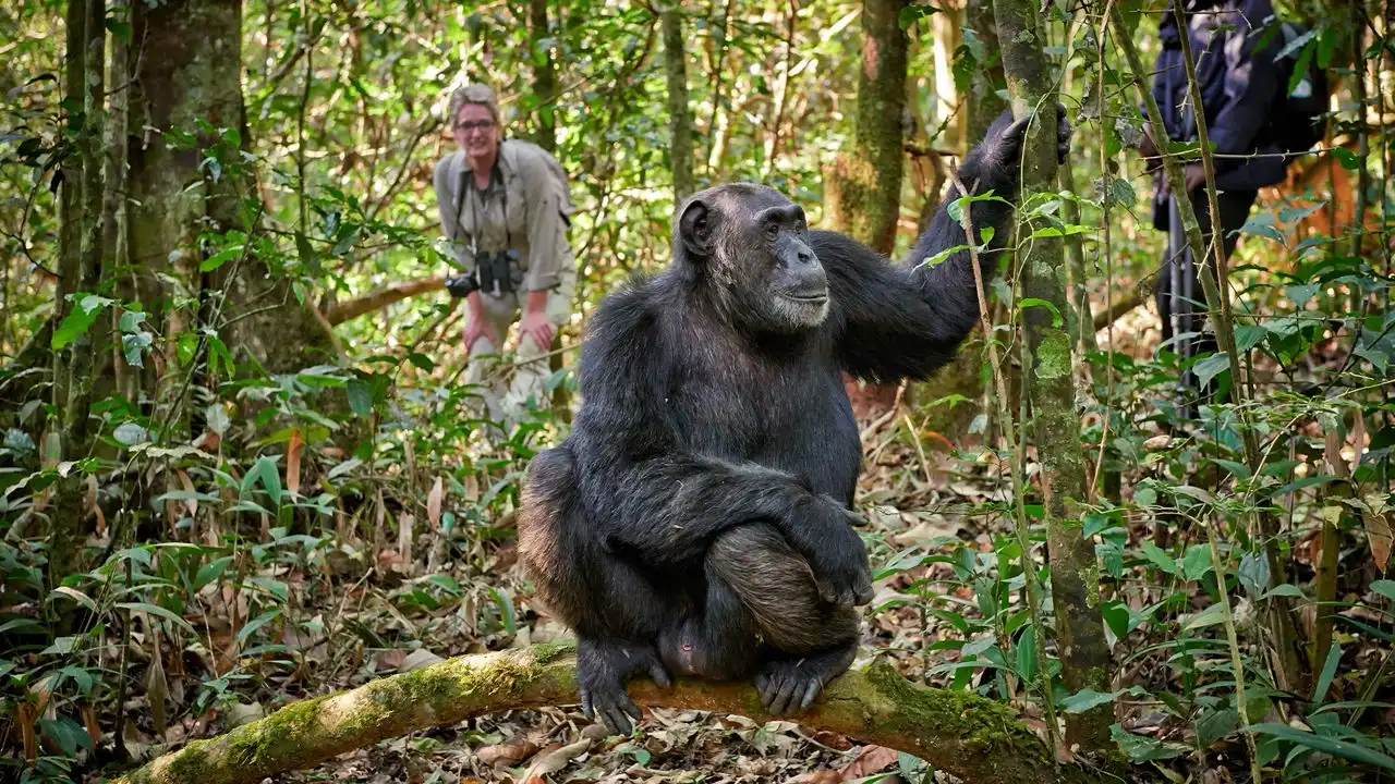 5-day Gorillas, Wildlife, And Chimpanzee Trekking At Kalinzu Forest