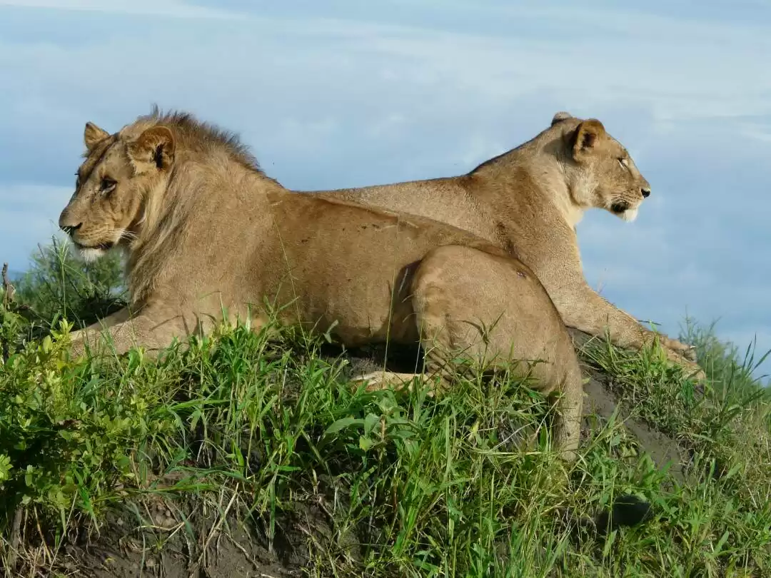 5-Day Living Among Lions - Luxury