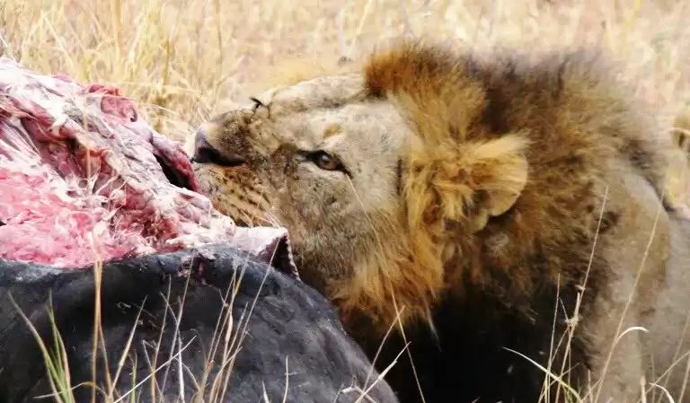 5-Day Essence Of Tanzania - Luxury