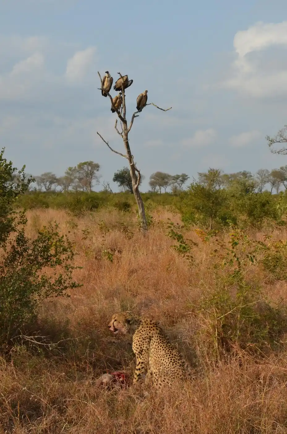 6 Days Private Camping Insider Special Safari