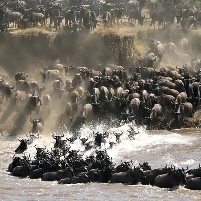 8-day Camping Spectacular Serengeti Migration