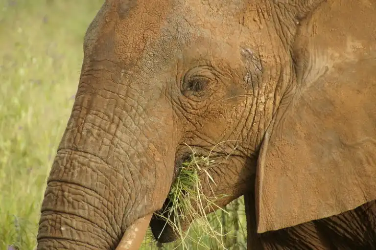 5-day Fly In Serengeti Ngorongoro And Tarangire Park