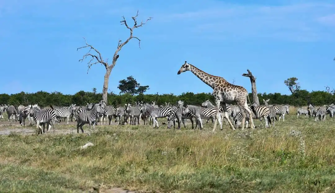 4-day Group Tour To Tarangire Serengeti & Ngorongoro