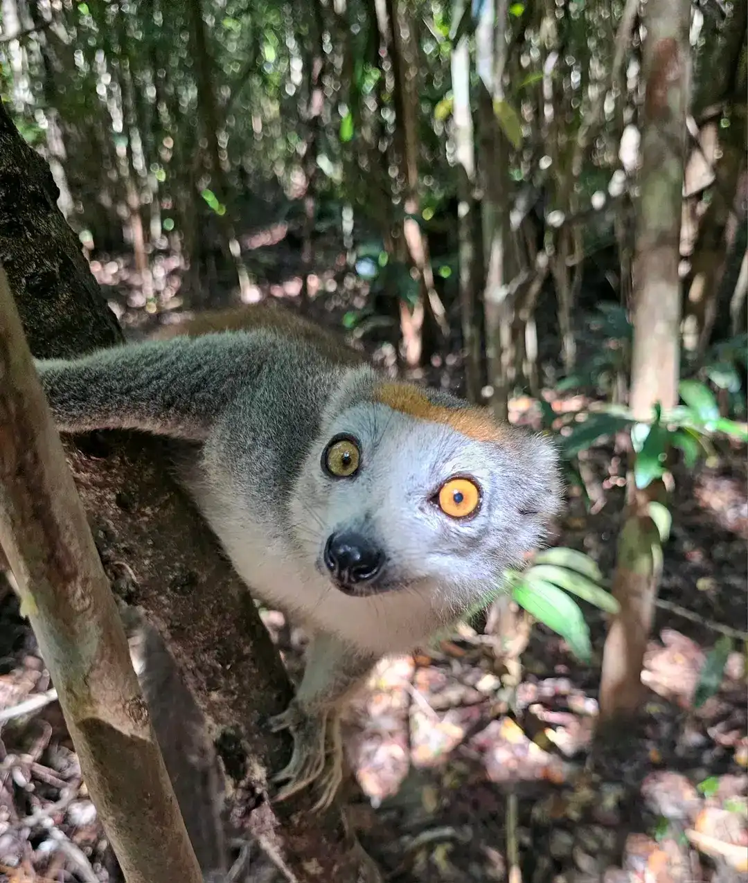 6hrs Explore The National Amber Mount Park & Baoabab