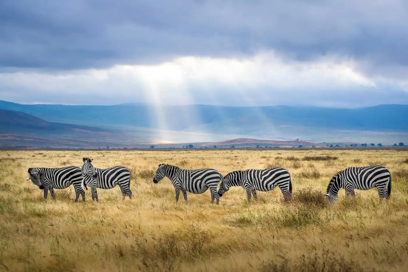 7 Day Serengeti Ngorongoro Tarangire Walking Safari