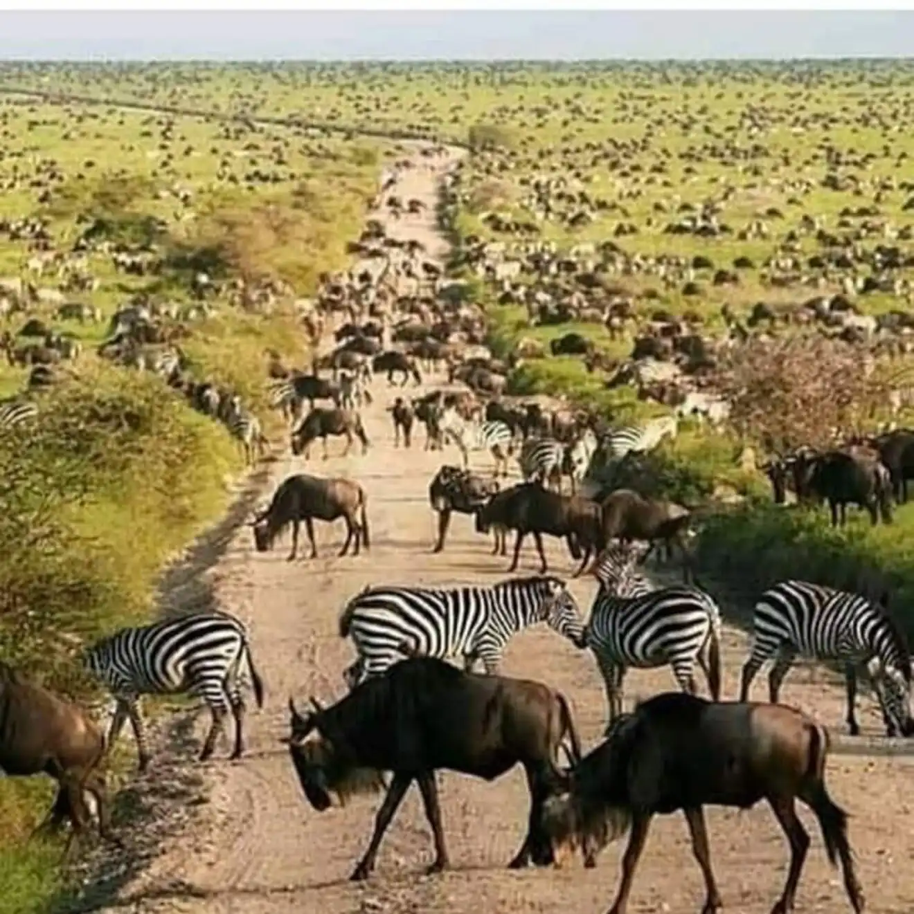 5 Daygroup Tour Manyara Serengeti Ngorongoro Tarangire