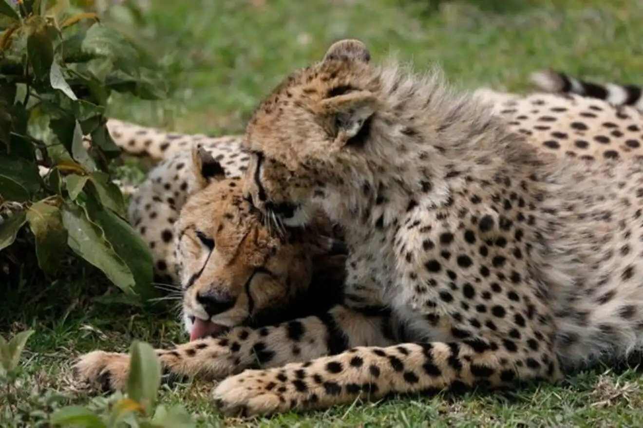 4-day Ndutu Migration Tour