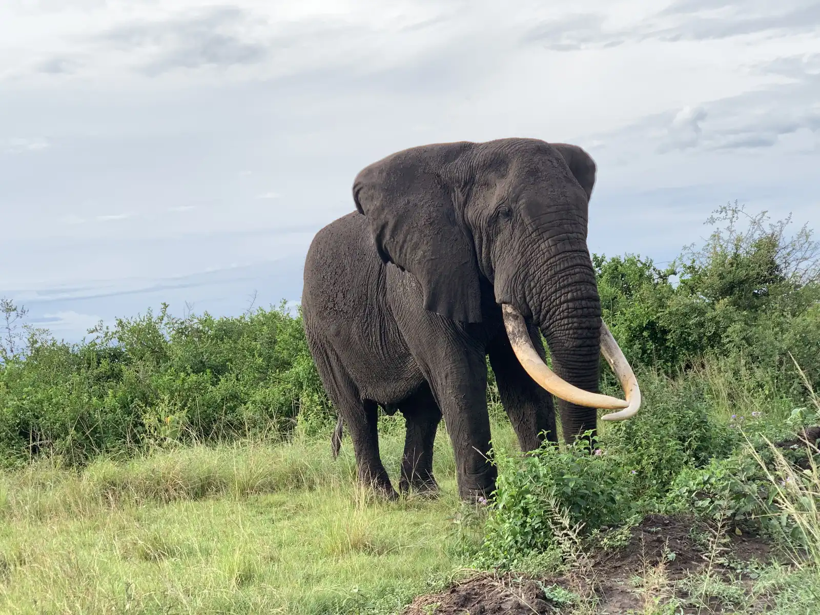 8-day Uganda Gorilla And Wildlife Safari