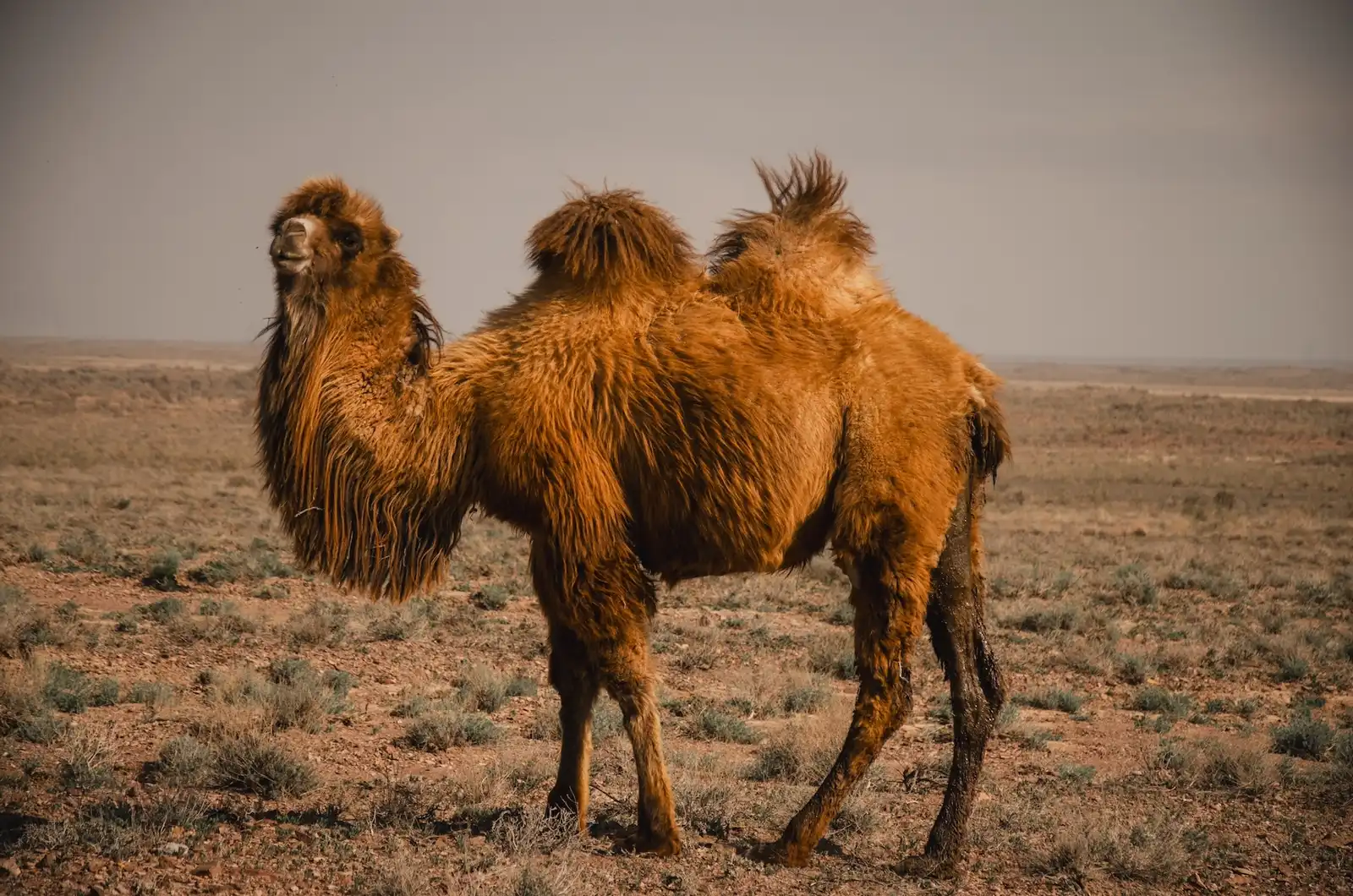 Altyn Emel National Park: Singing Dune & Aktau Mountains