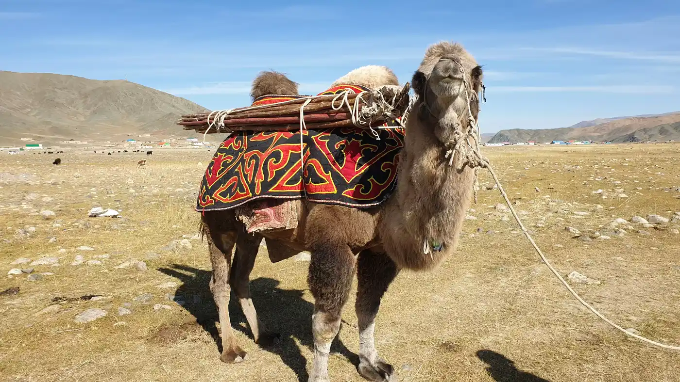 Camel Riding Near Bayan-Ulgii - 1 To Multiday Tour