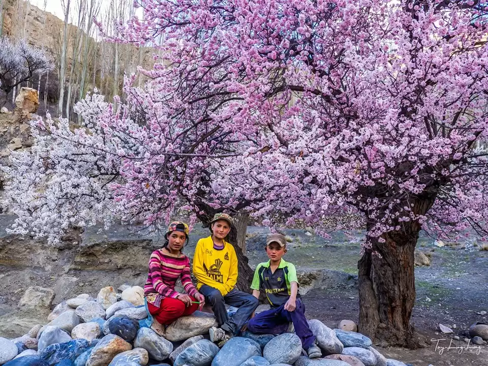Cherry Blossoms Tour In North Pakistan - 8 Days