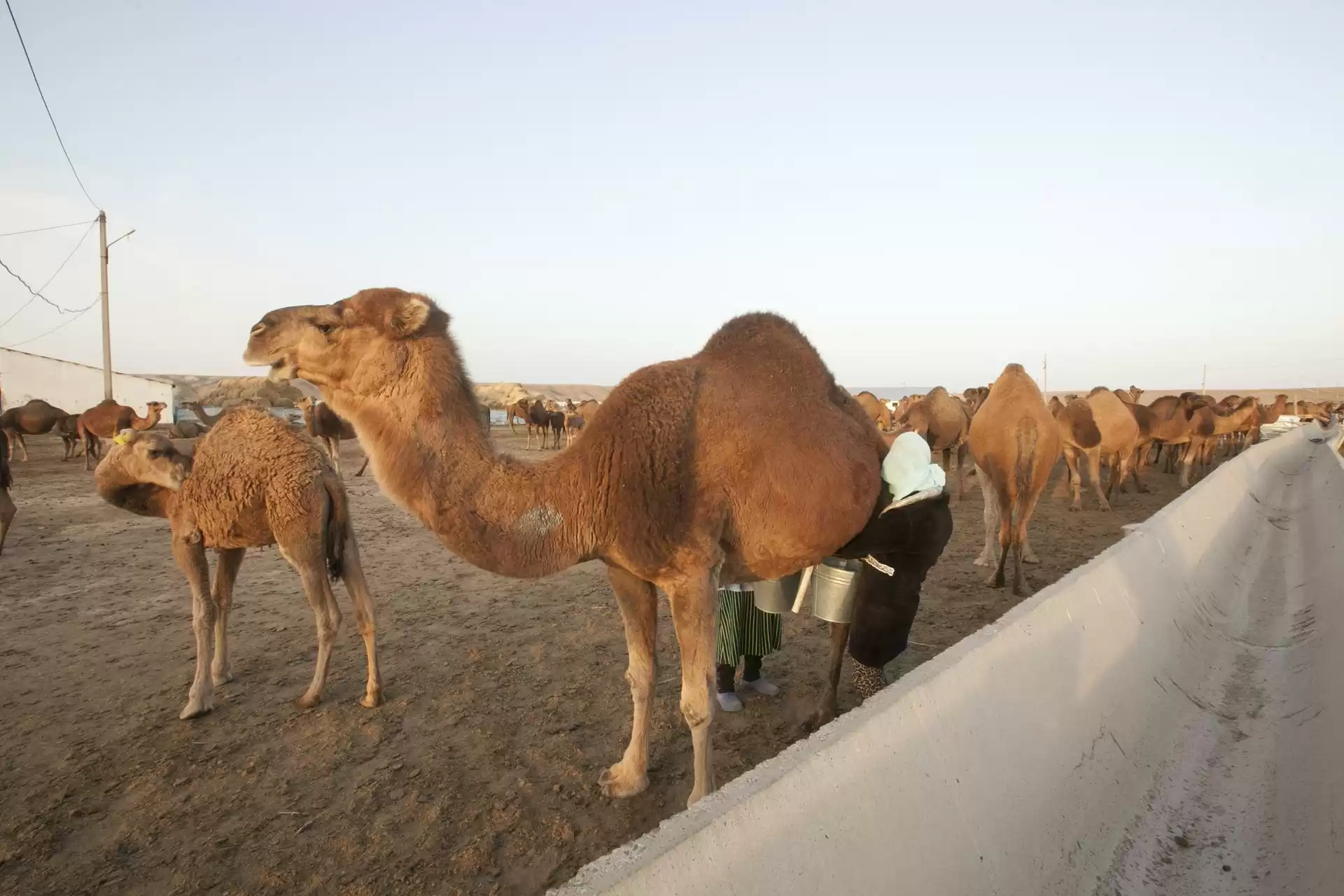 Day Tour To Tamgaly Unesco Heritage Site And Camel Far