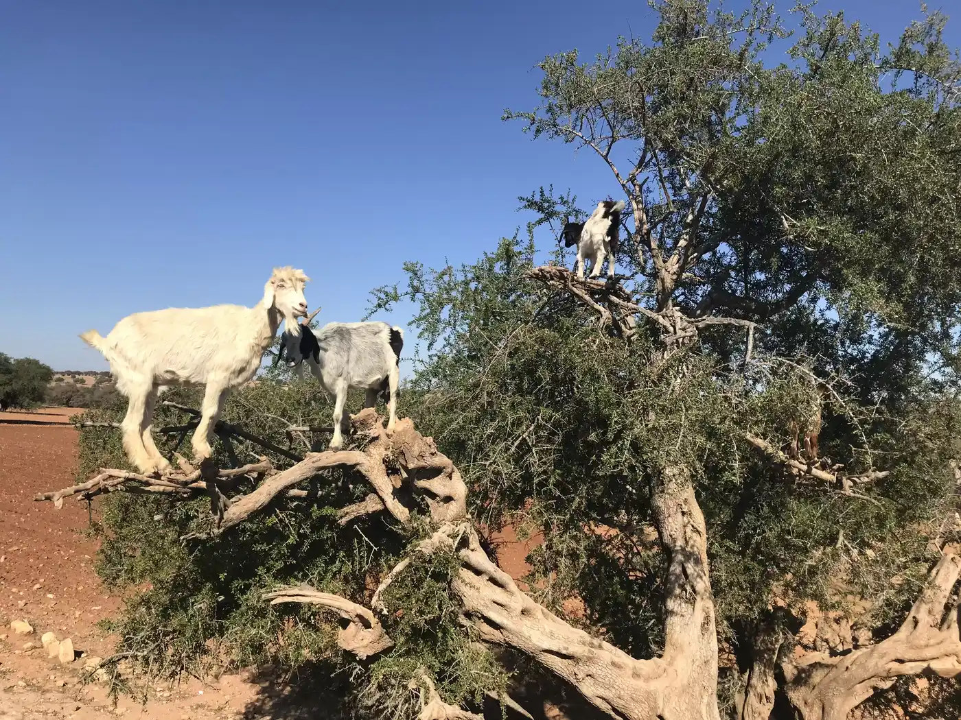 Day Trip From Marrakech To Essaouira
