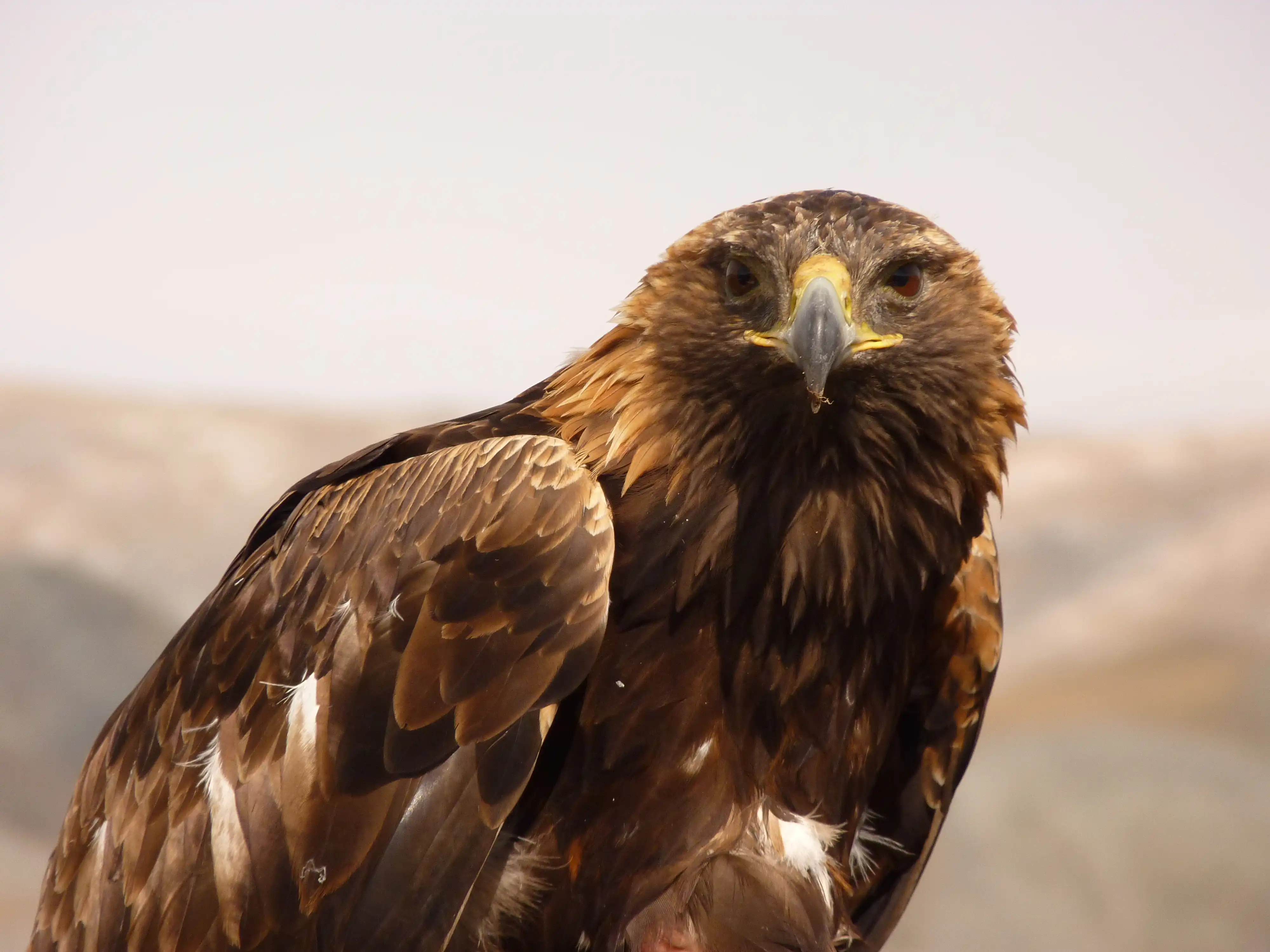 Eagle Hunting Tour In Western Mongolia