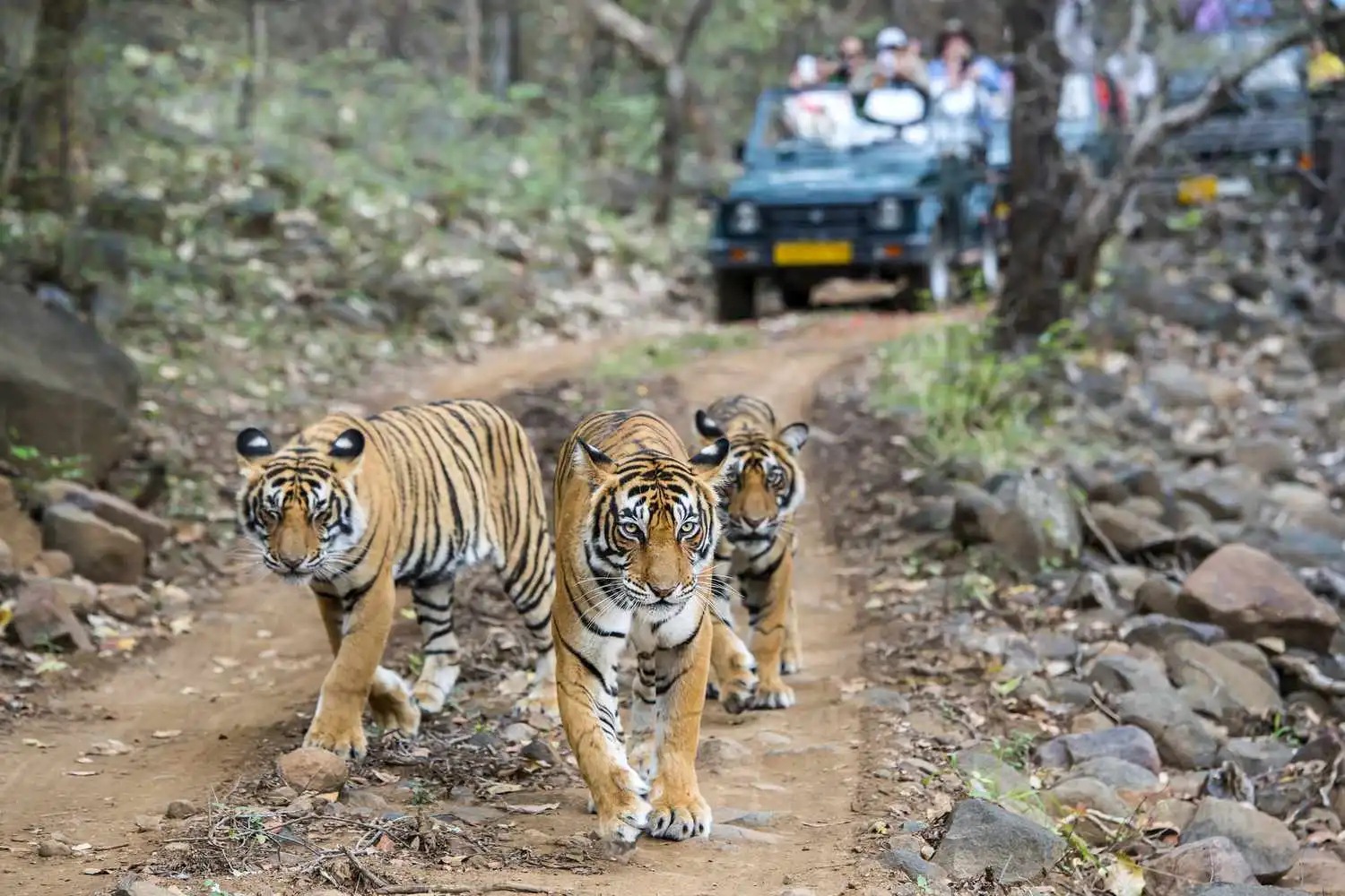 From Delhi: Golden Triangle Tour With Ranthambore