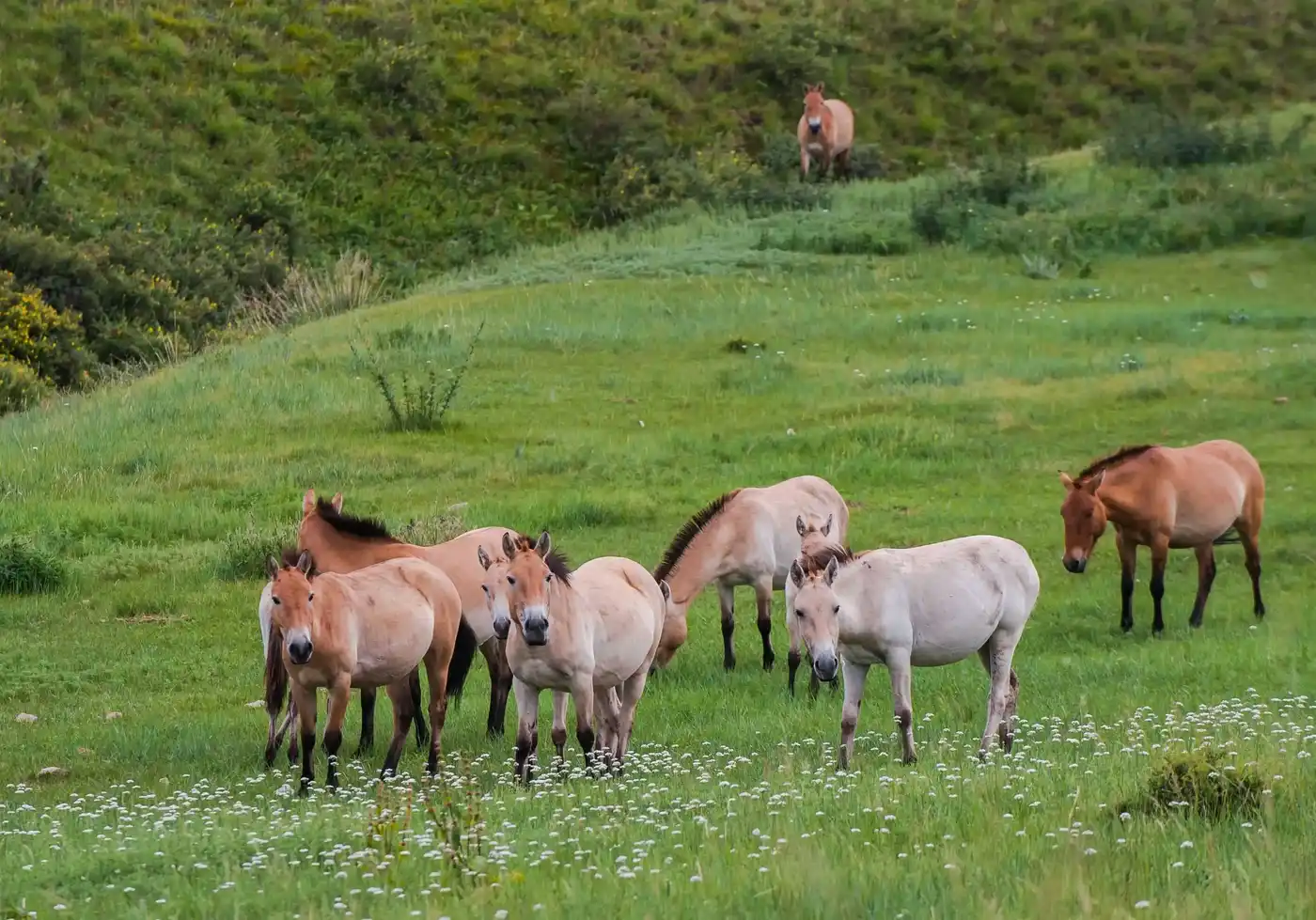 Full-day Hustai National Park Wildlife Tour