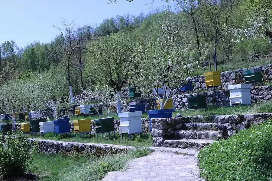 Gastronomy And Cetinje City Tour