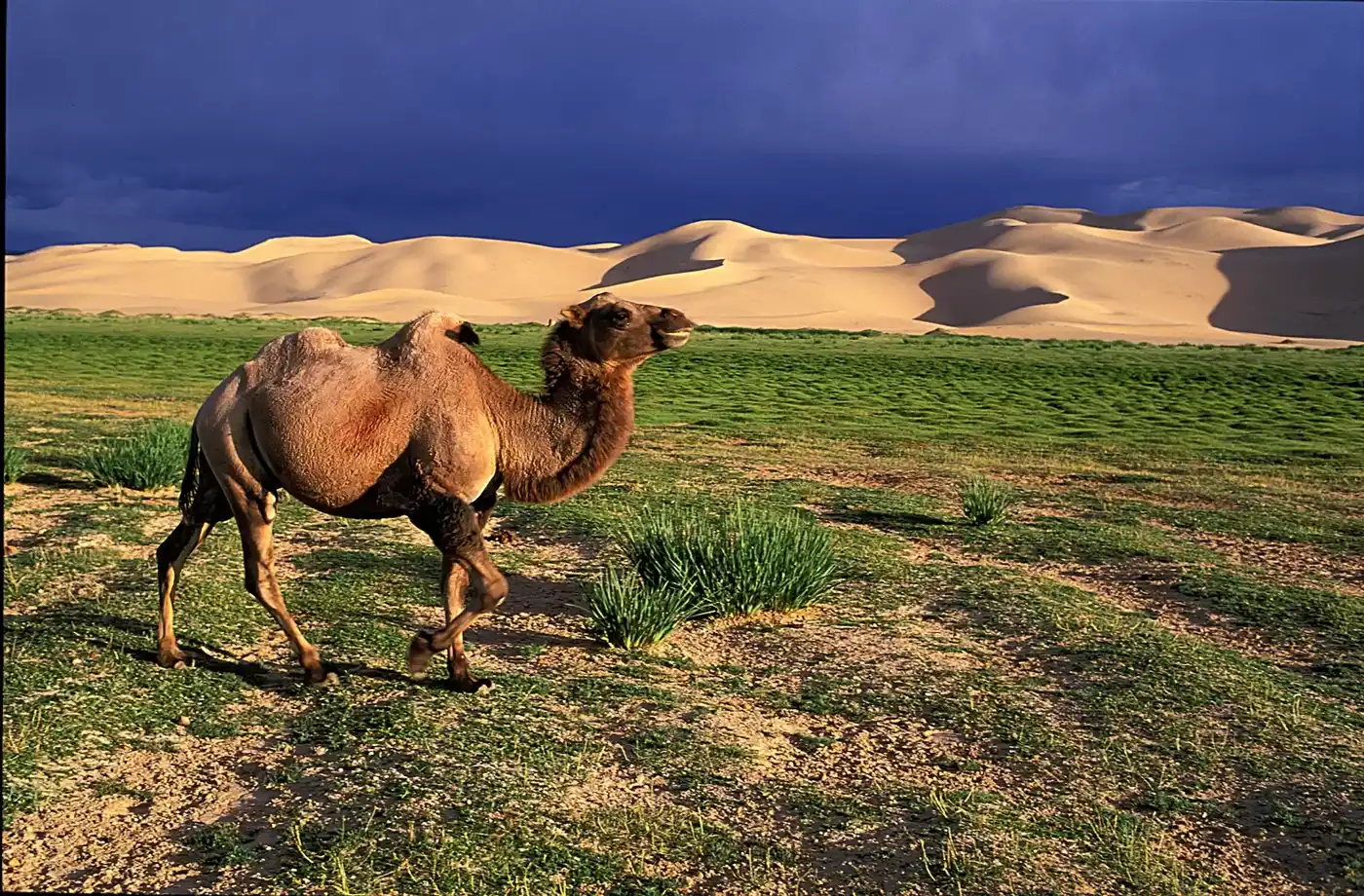 Gobi Tour With Flight