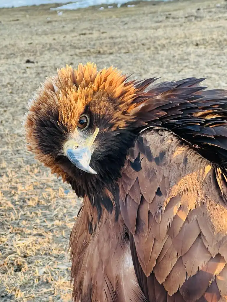Golden Eagle Festival & Real Hunting Tour In 2025