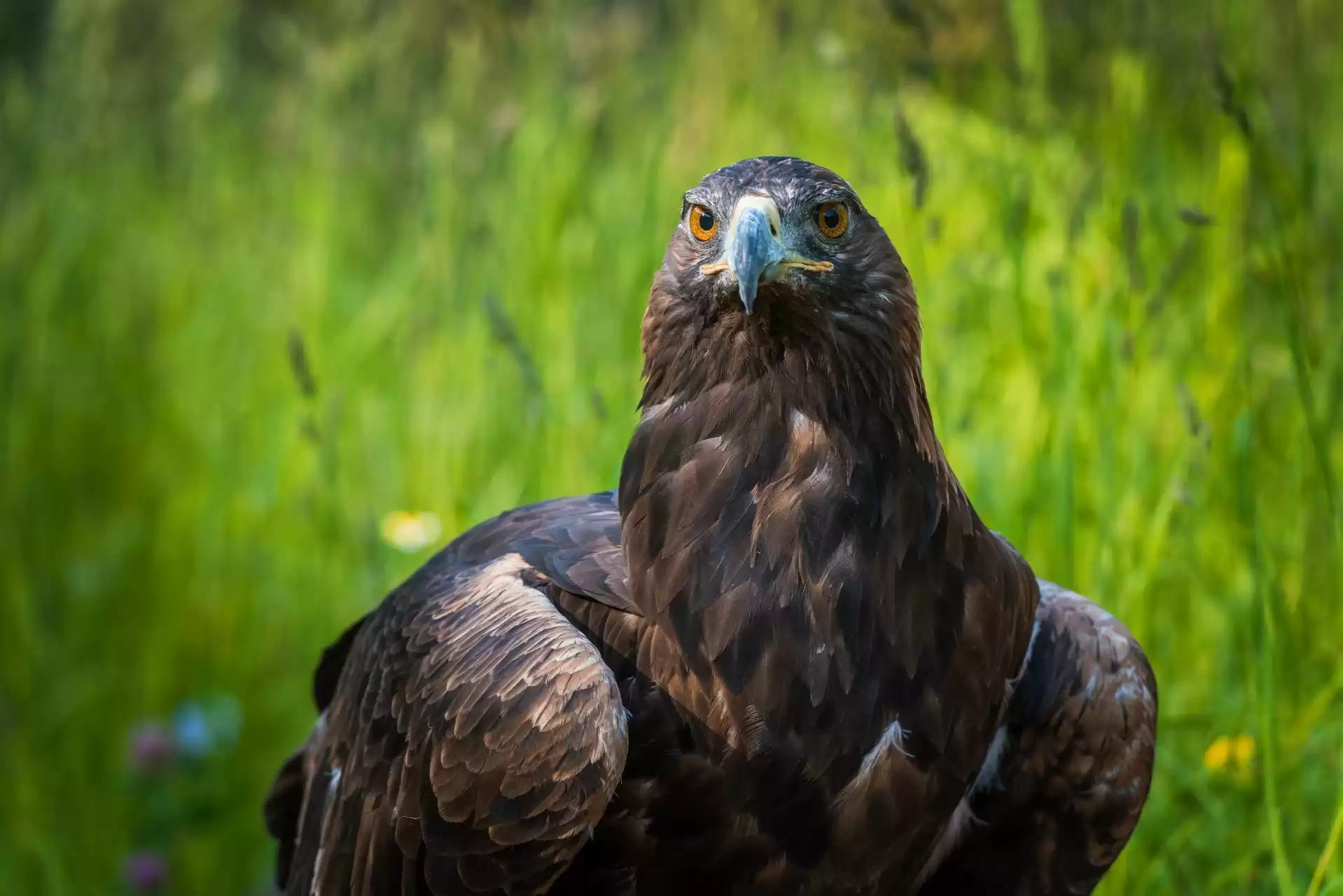 Golden Eagle Show