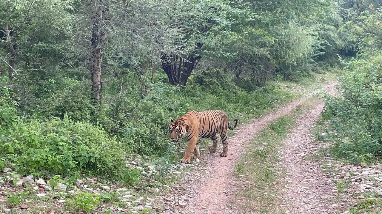 Golden Triangle Tour With Tiger Safari