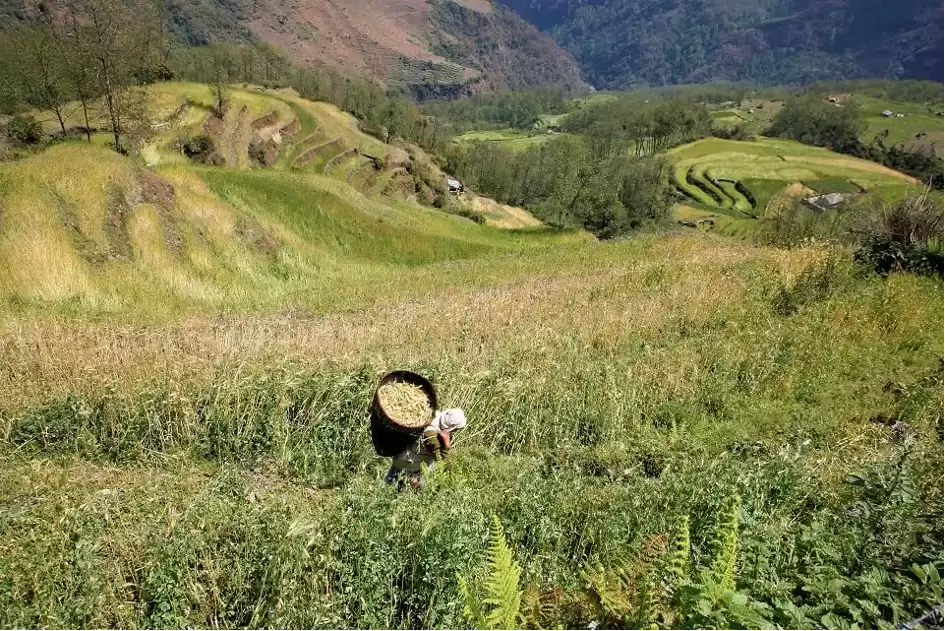 Helambu Trek