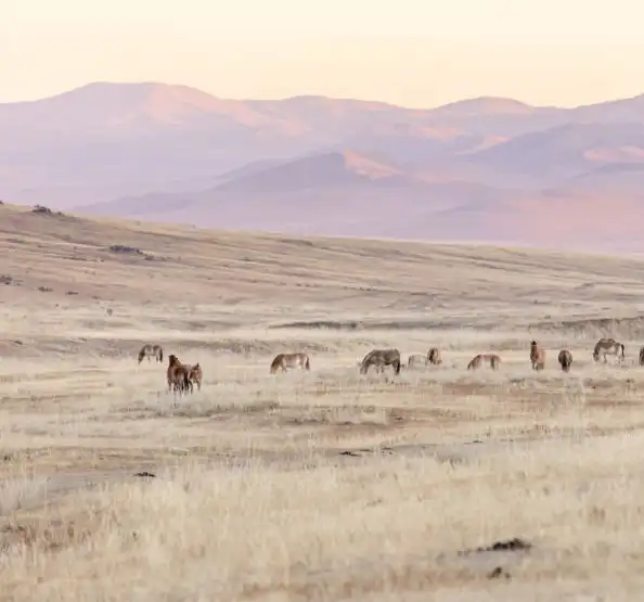 Highlights Of Central Mongolia 2 Days Tour