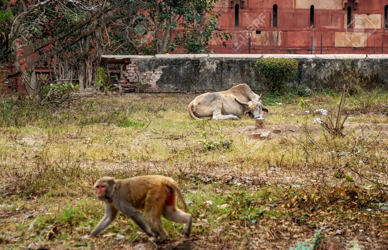 Jaipur: Private Evening Tour With Monkey Temple