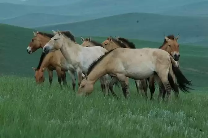 Khustai National Park - A Day Tour