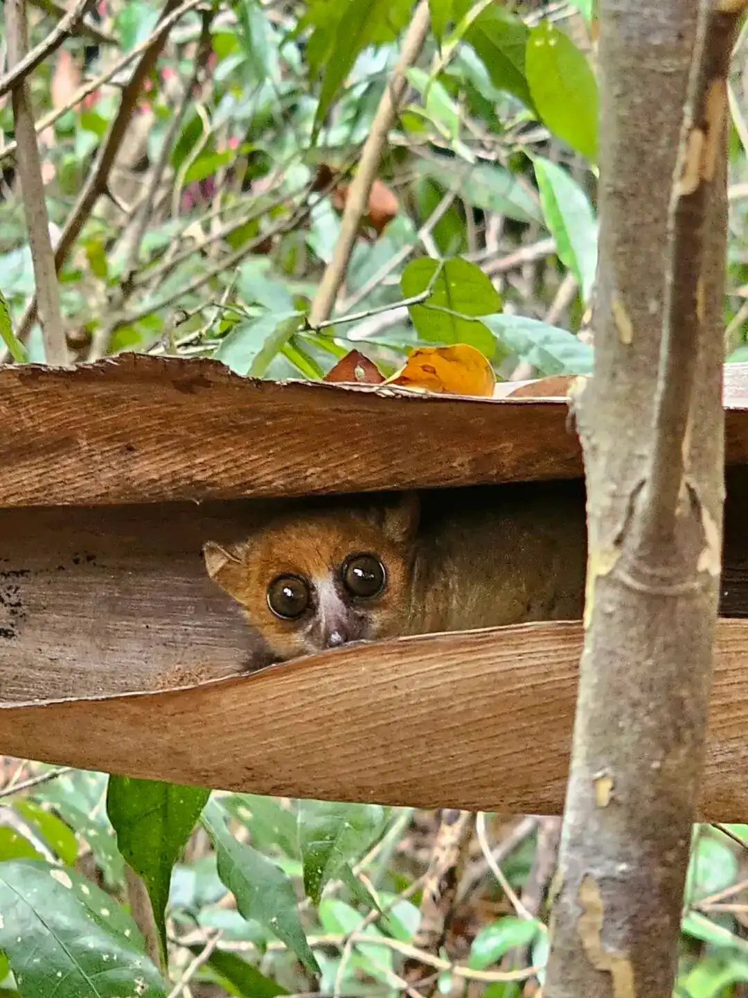 Lokobe Special Reserve In Nosy Be -6 Hours Visit