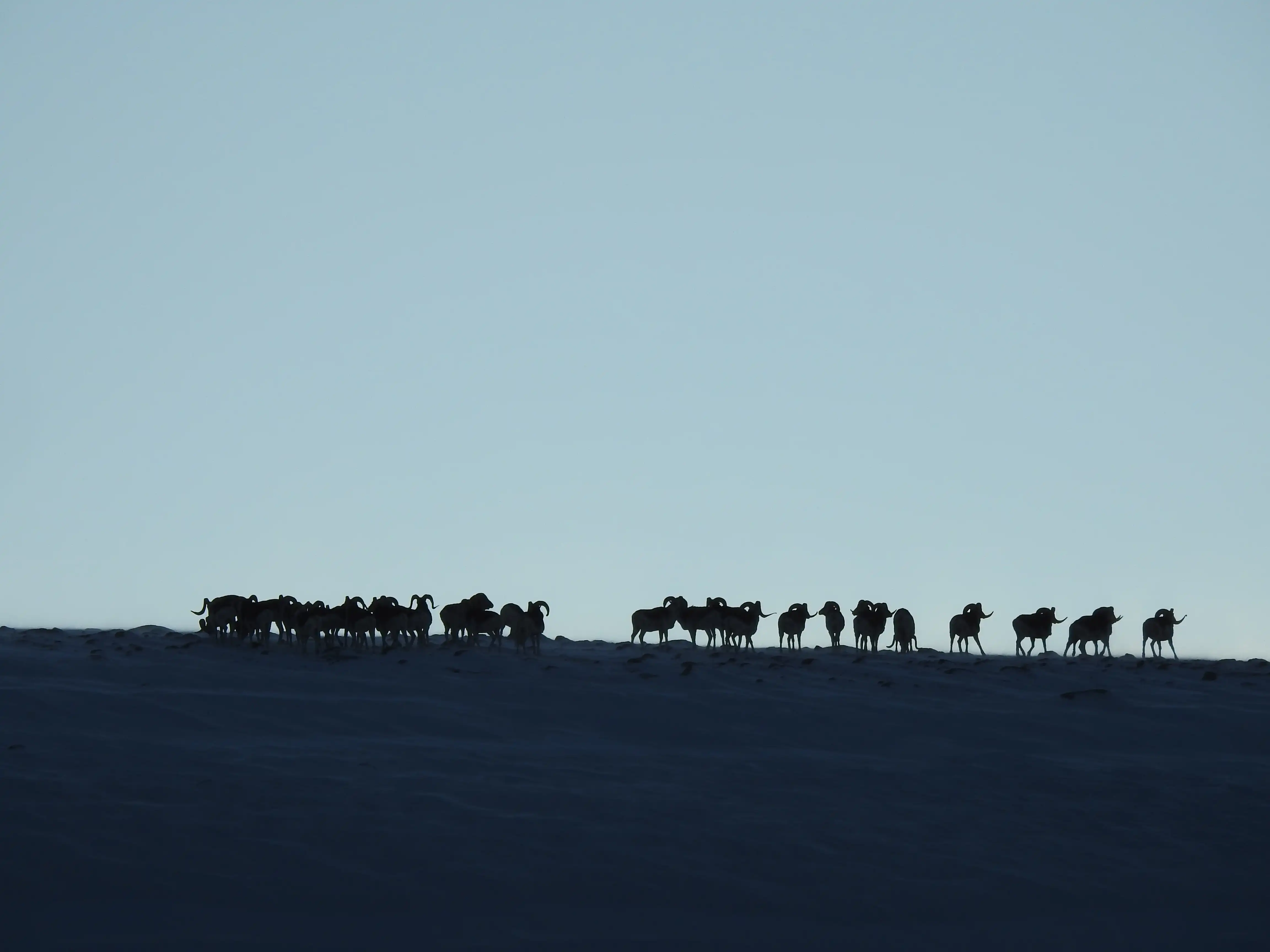 Marco Polo Sheep Photography Expedition