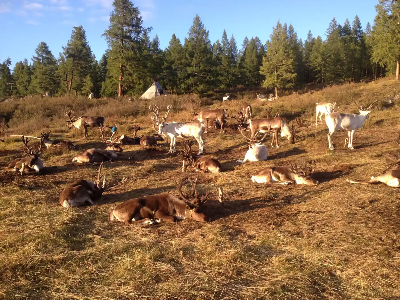 Northern Part Of Mongolia: The Reindeer People 10 Days